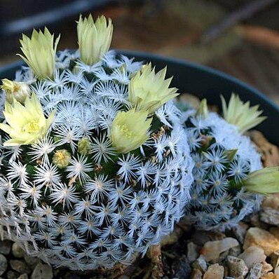 Mammillaria duwei unspecified picture