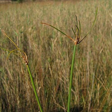 Eleocharis multicaulis unspecified picture