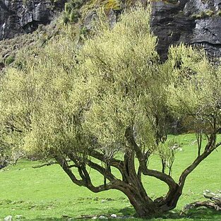 Olearia hectori unspecified picture