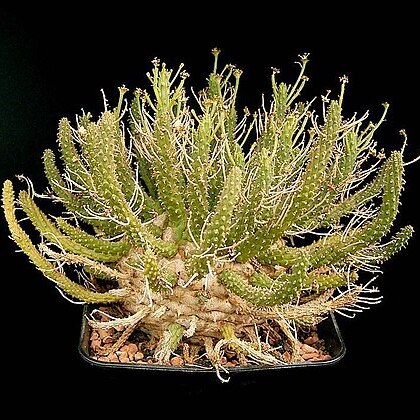 Euphorbia crassipes unspecified picture