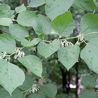 Alangium chinense unspecified picture