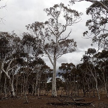 Eucalyptus elliptica unspecified picture