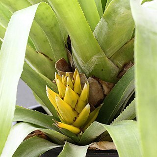 Aechmea nidularioides unspecified picture