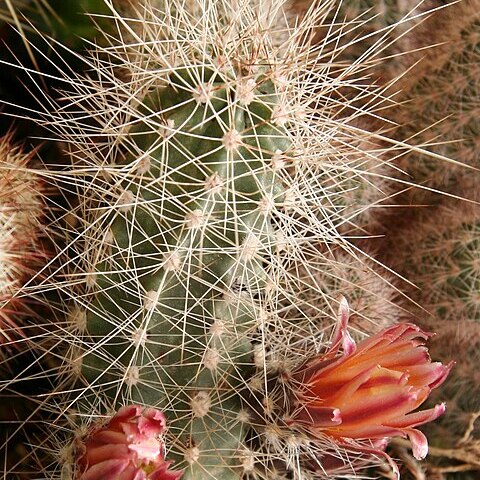 Echinocereus mapimiensis unspecified picture