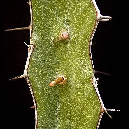 Euphorbia tenuispinosa unspecified picture