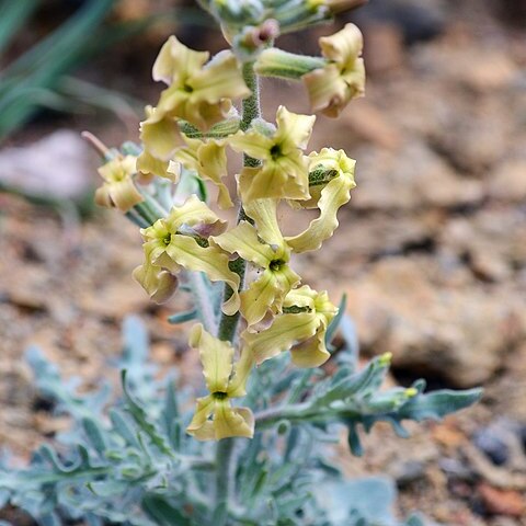 Matthiola odoratissima unspecified picture