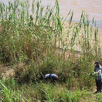 Phragmites mauritanica unspecified picture