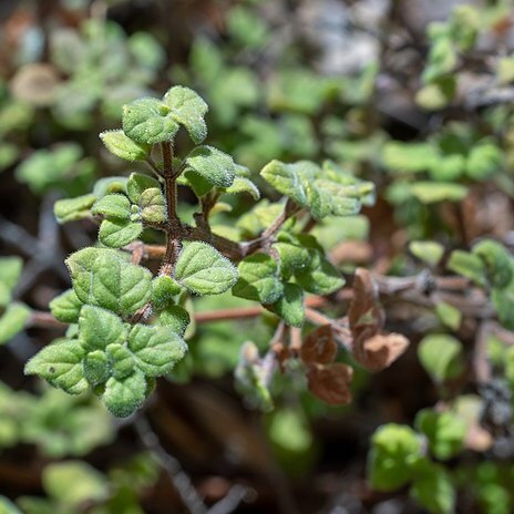 Clinopodium chandleri unspecified picture