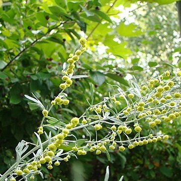 Artemisia siversiana unspecified picture