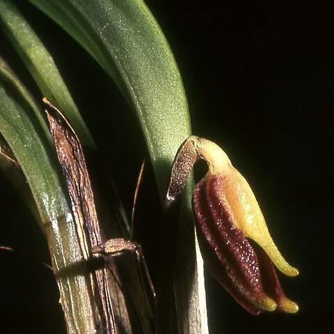 Masdevallia pyxis unspecified picture