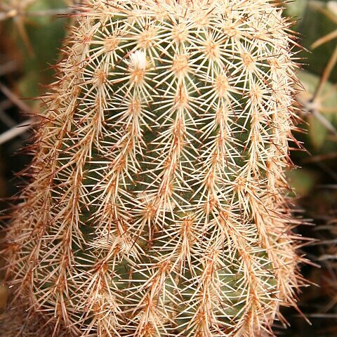 Echinocereus bristolii unspecified picture