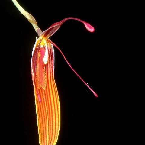 Restrepia nittiorhyncha unspecified picture