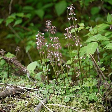 Salvia ranzaniana unspecified picture