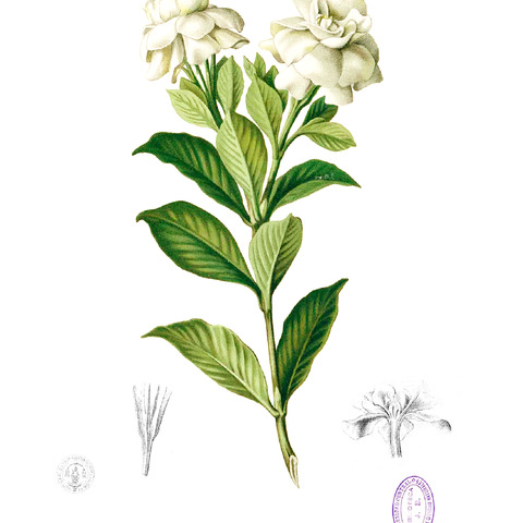 Gardenia unspecified picture