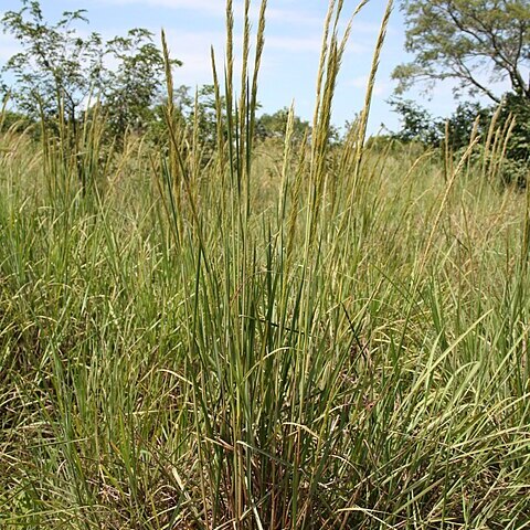 Panicum phragmitoides unspecified picture