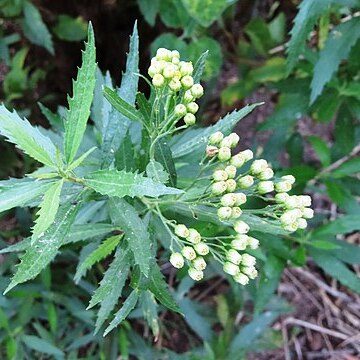 Nidorella ivifolia unspecified picture