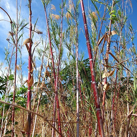 Phragmites mauritanica unspecified picture