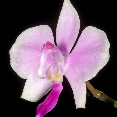 Phalaenopsis lowii unspecified picture