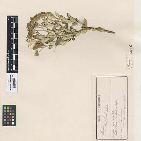 Olearia moschata unspecified picture