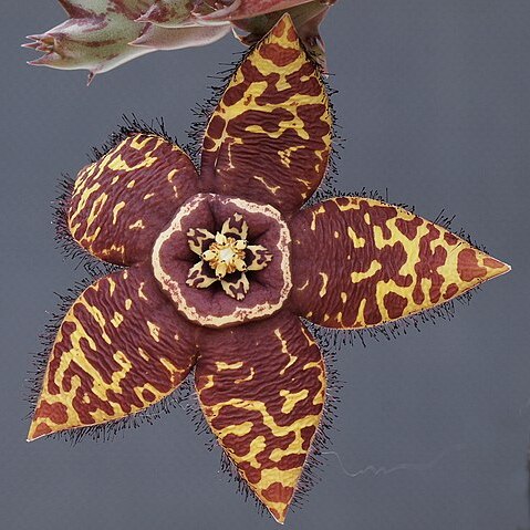 Orbea semota unspecified picture