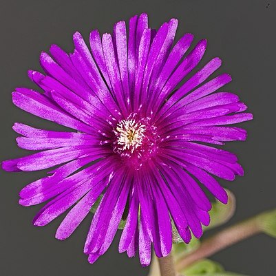 Delosperma unspecified picture