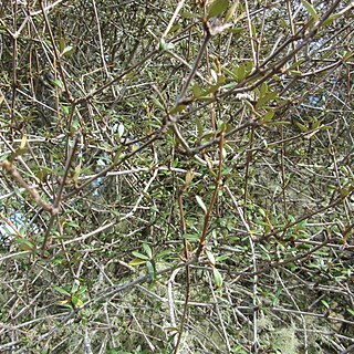 Olearia laxiflora unspecified picture