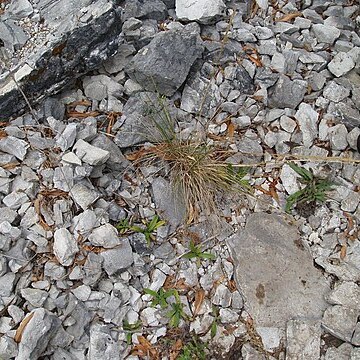 Trisetum drucei unspecified picture