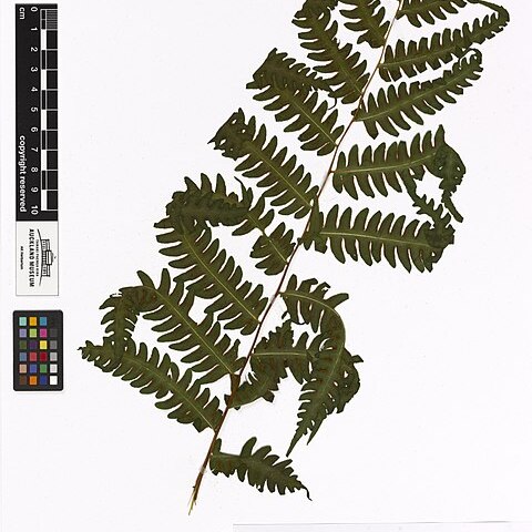 Pteris tripartita unspecified picture