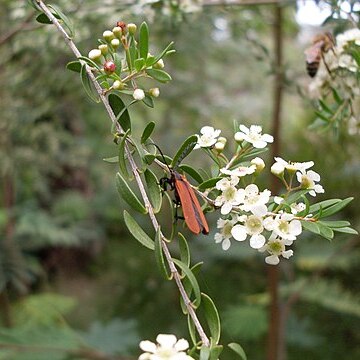 Sannantha pluriflora unspecified picture