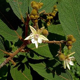 Apeiba albiflora unspecified picture