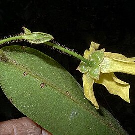 Guatteria macropus unspecified picture