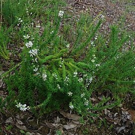 Staelia galioides unspecified picture