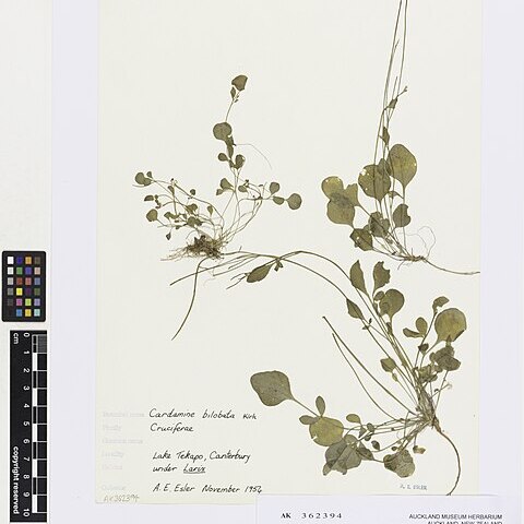 Cardamine bilobata unspecified picture