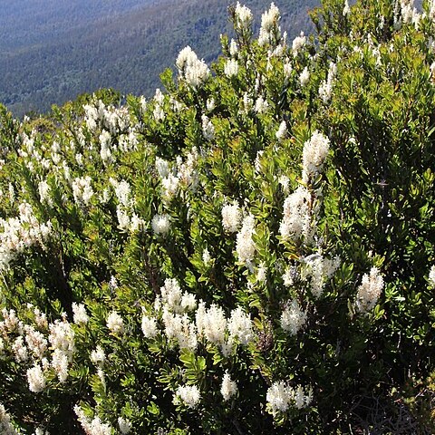 Agastachys odorata unspecified picture