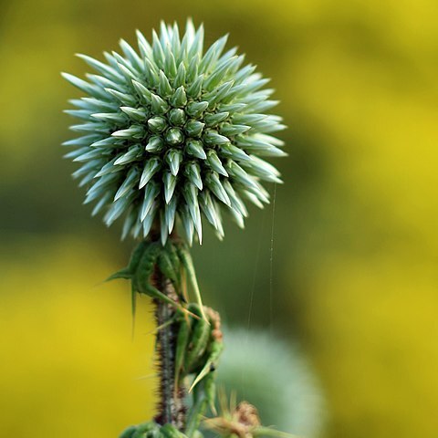 Echinops polyceras unspecified picture