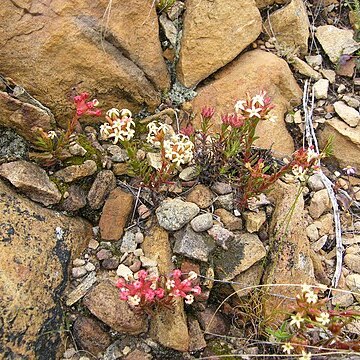 Crassula fascicularis unspecified picture