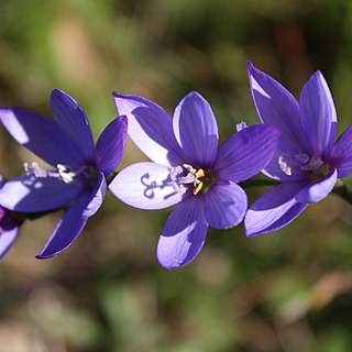 Geissorhiza aspera unspecified picture