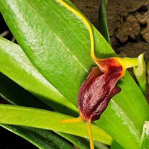 Masdevallia amplexa unspecified picture