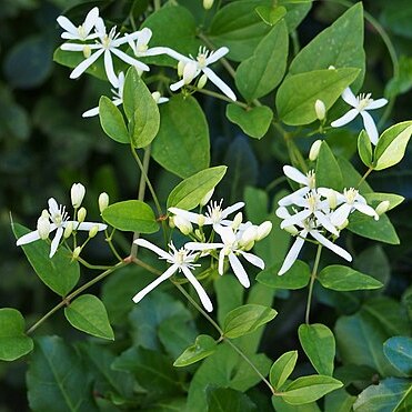 Clematis songorica unspecified picture