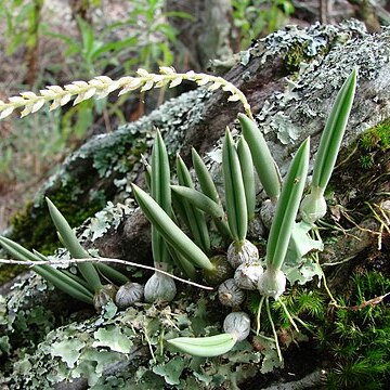 Bulbophyllum rupicola unspecified picture