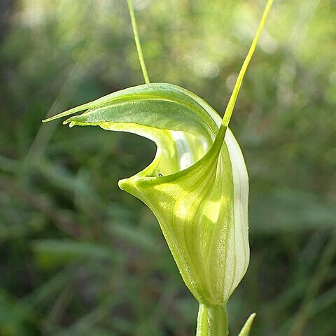 Pterostylis obtusa unspecified picture