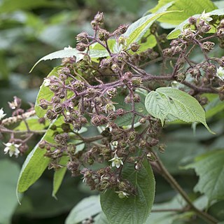 Rubus caucasicus unspecified picture