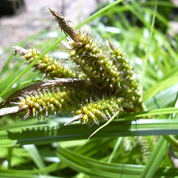 Carex wahuensis unspecified picture