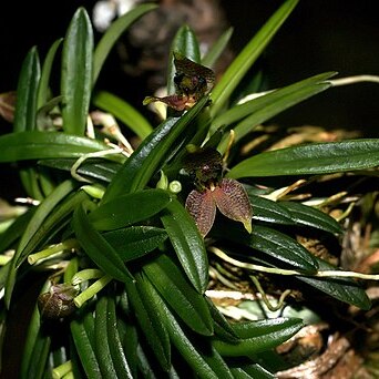 Dryadella cristata unspecified picture