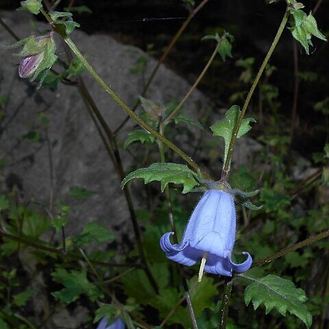 Campanula armena unspecified picture