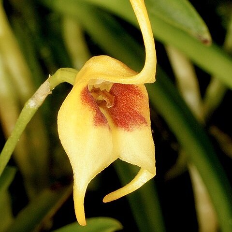 Masdevallia sprucei unspecified picture