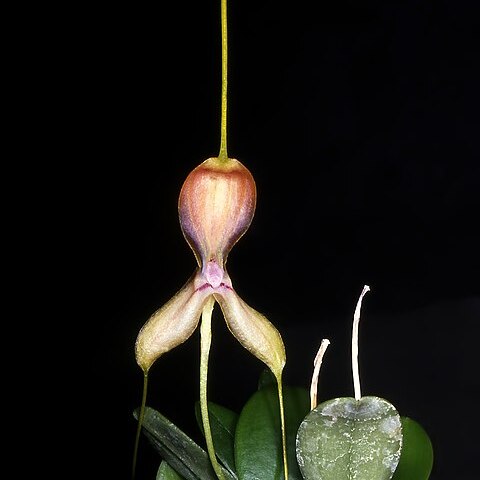 Masdevallia setacea unspecified picture