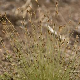 Bulbostylis neglecta unspecified picture