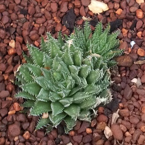 Haworthia herbacea var. flaccida unspecified picture