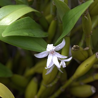 Dendrobium fugax unspecified picture